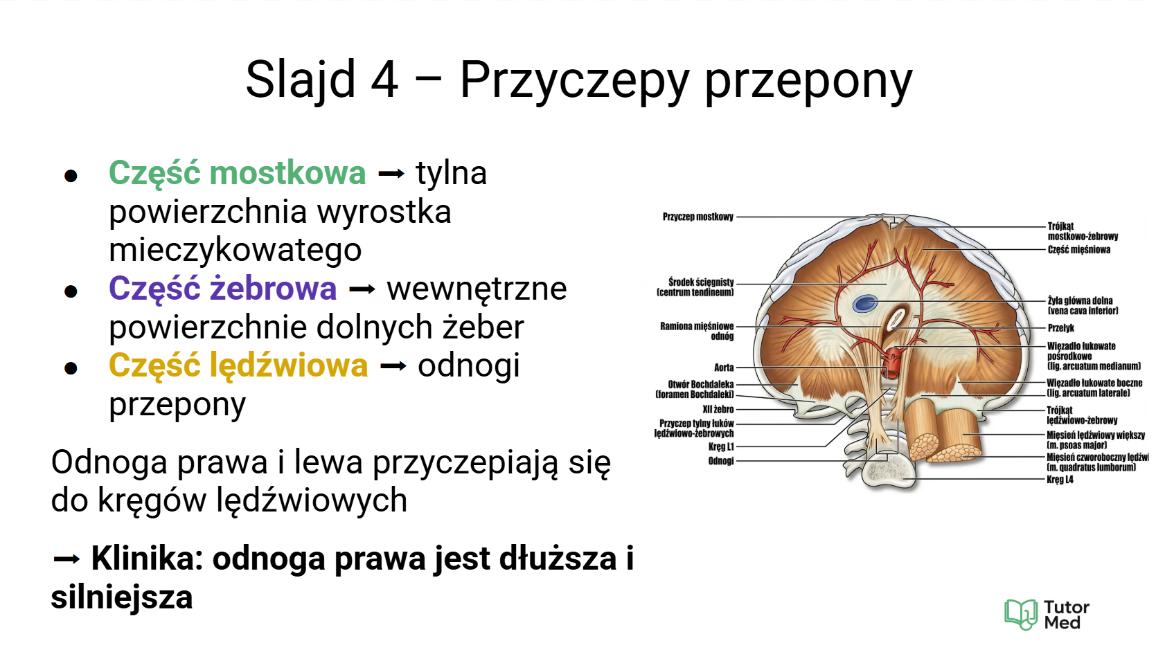 Przykładowa grafika kursu anatomii z autorskim schematem