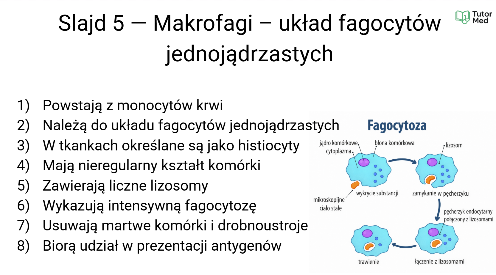 Przykładowa grafika z kursu histologii MedCore Academy - slajd 4