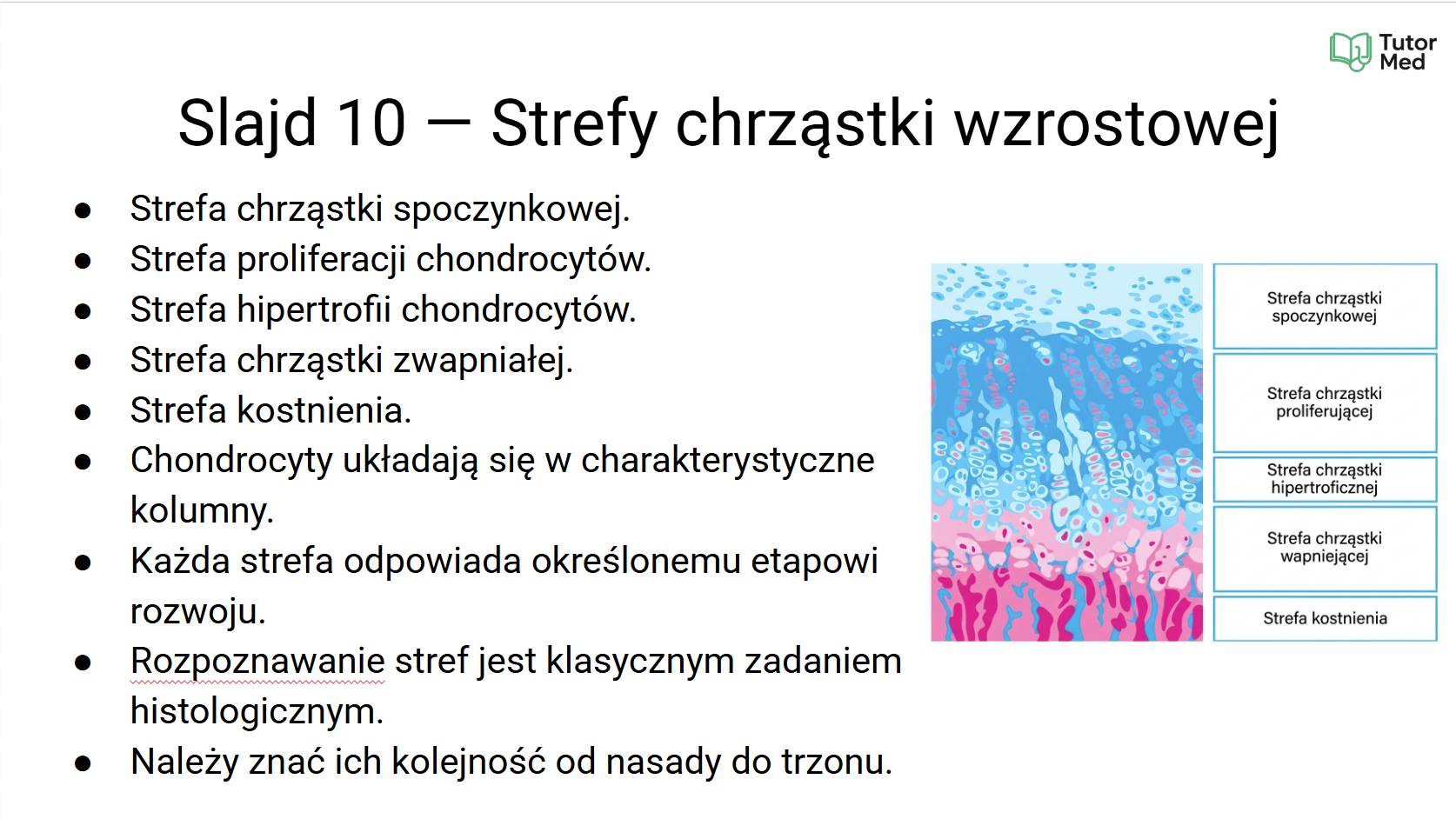 Przykładowa grafika z kursu histologii MedCore Academy - slajd 5