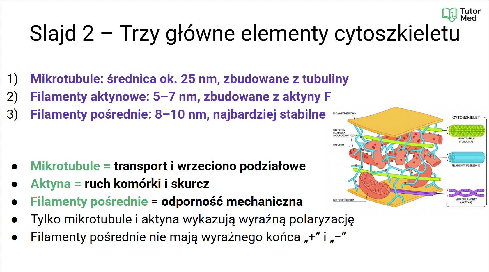 Przykładowa grafika z kursu histologii MedCore Academy - slajd 6